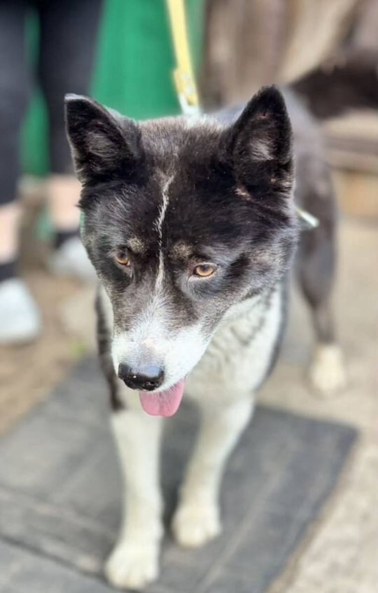 Джек медиа 2