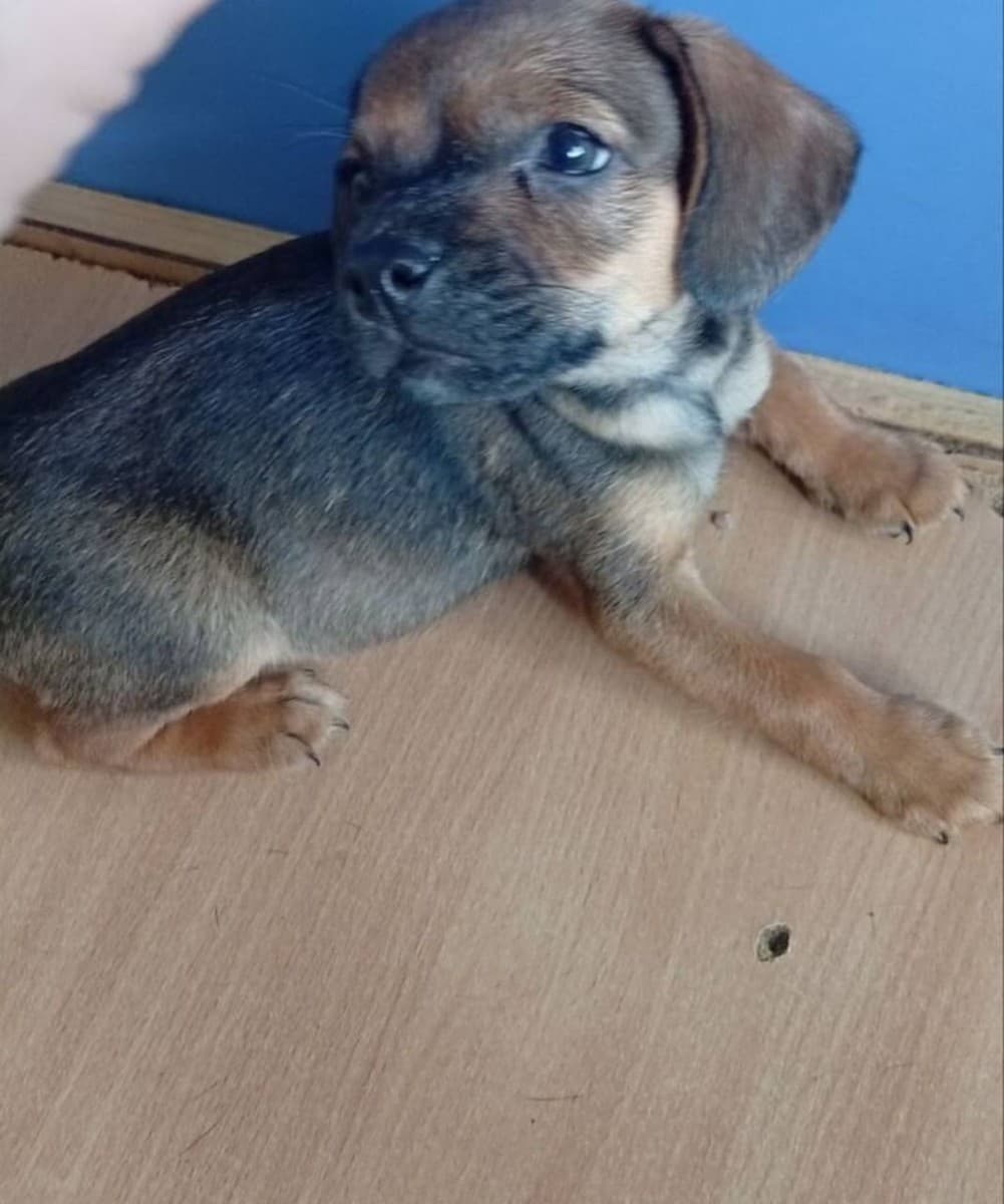 Щенки медиа 2