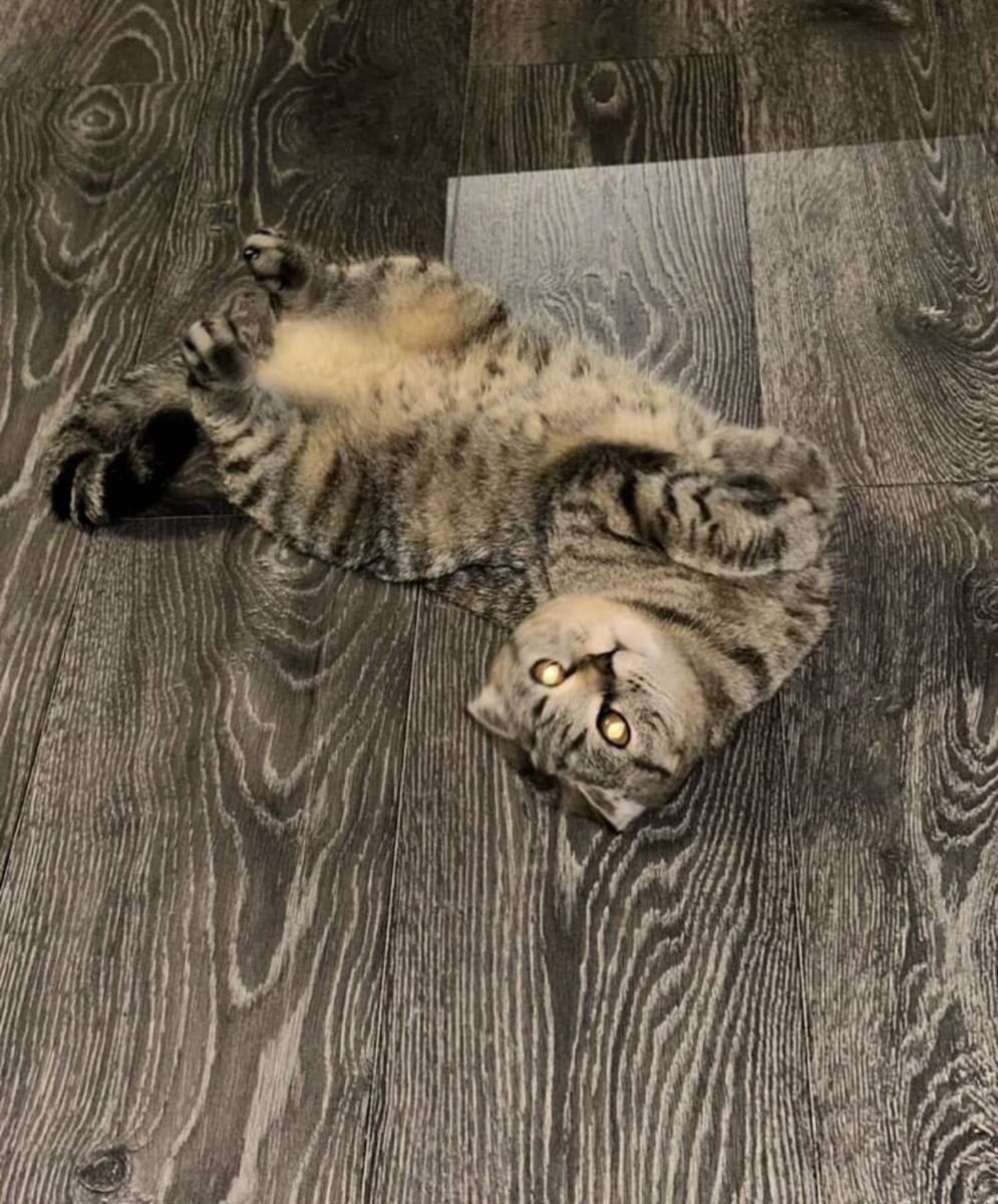 Галя медиа 2