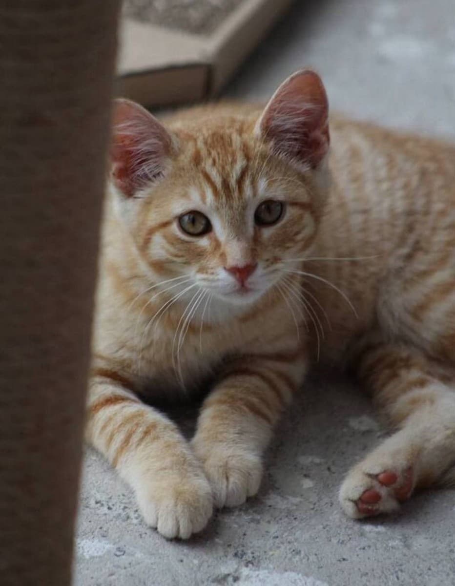 Санни медиа 3