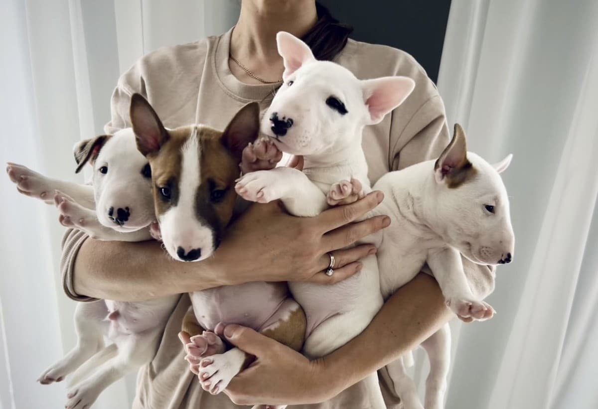 Бультерьеры щенята