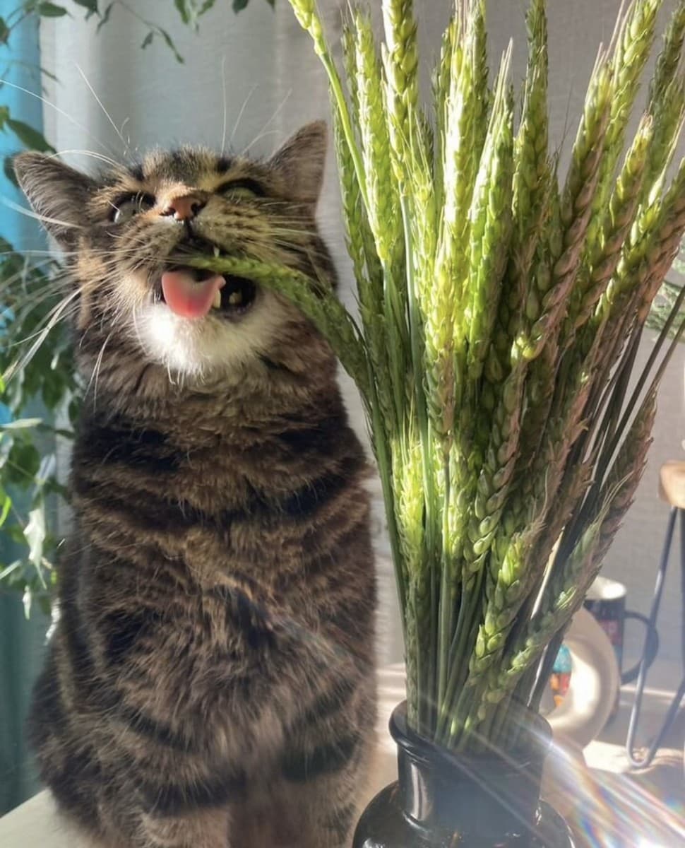 Шани медиа 2