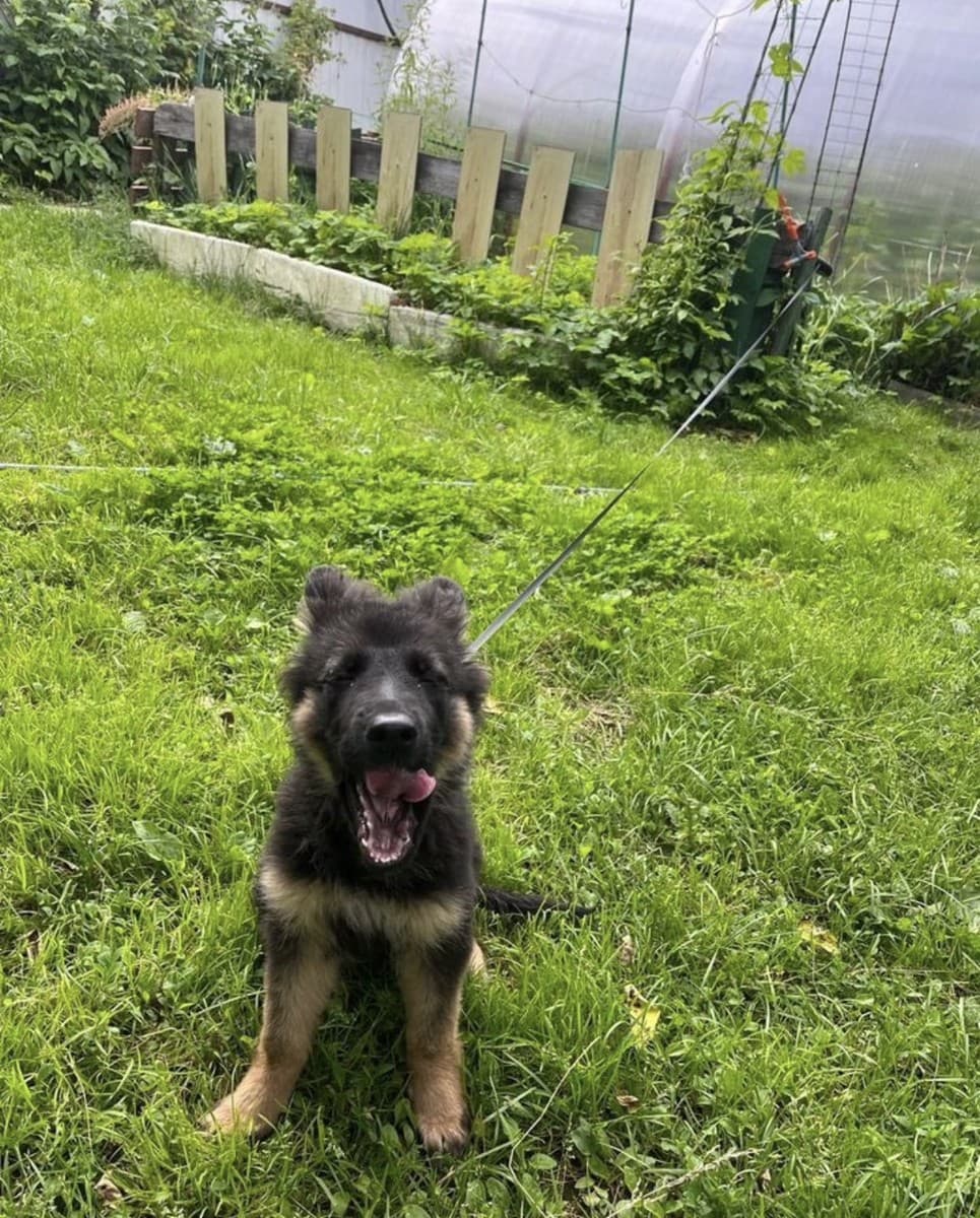 Шрам медиа 2