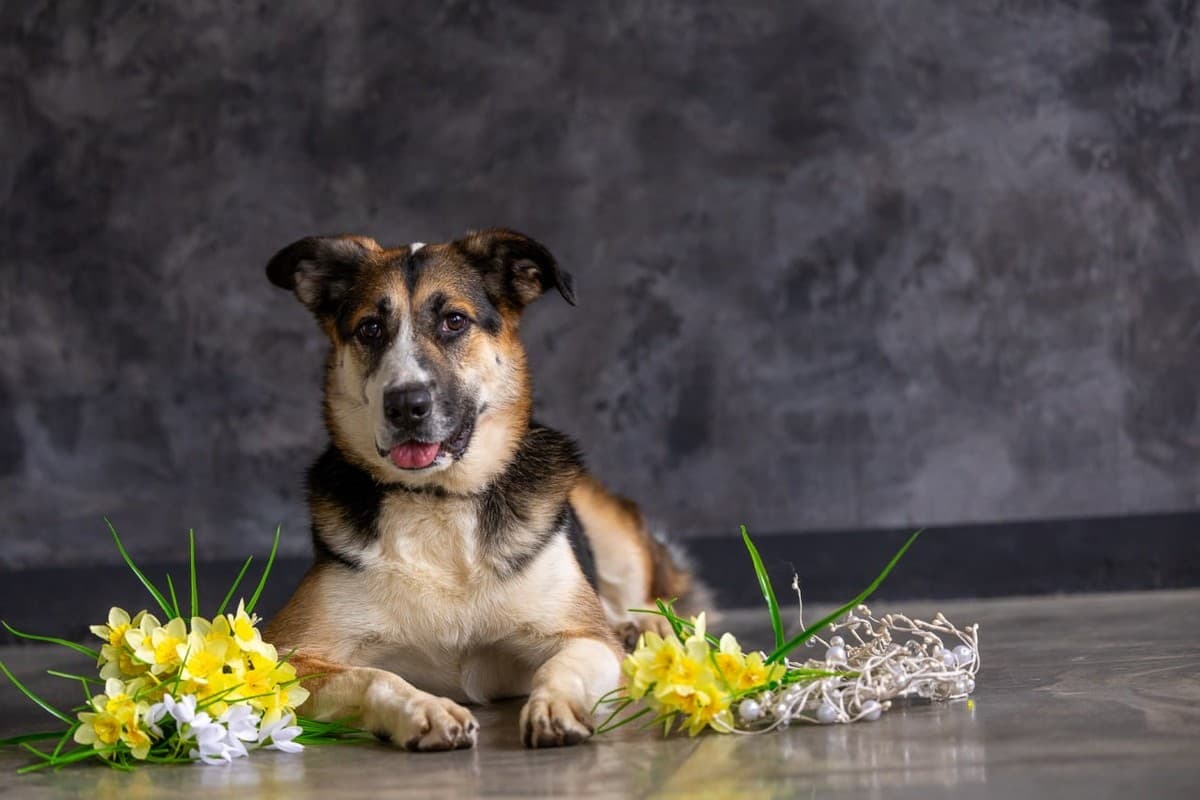 Айриш медиа 5