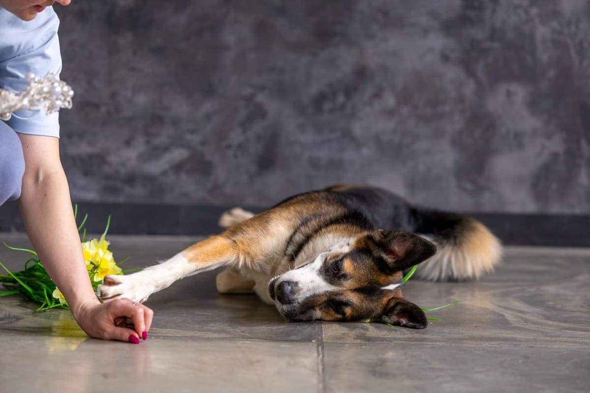 Айриш медиа 8