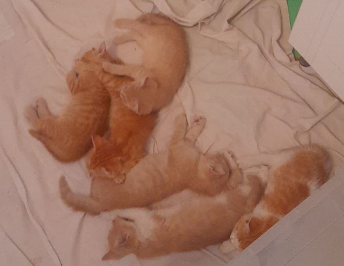 Рыжие котята в добрые руки