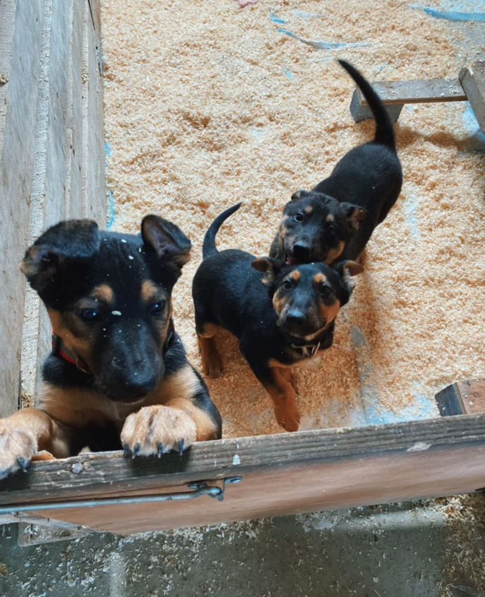 Щенки в добрые руки