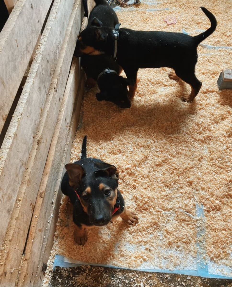 Щенки в добрые руки медиа 3