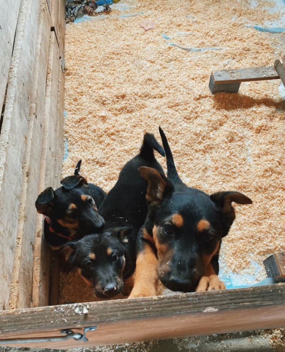 Щенки в добрые руки медиа 2