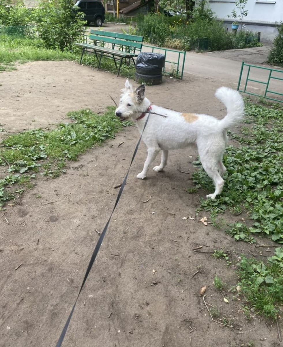 Арчи медиа 2