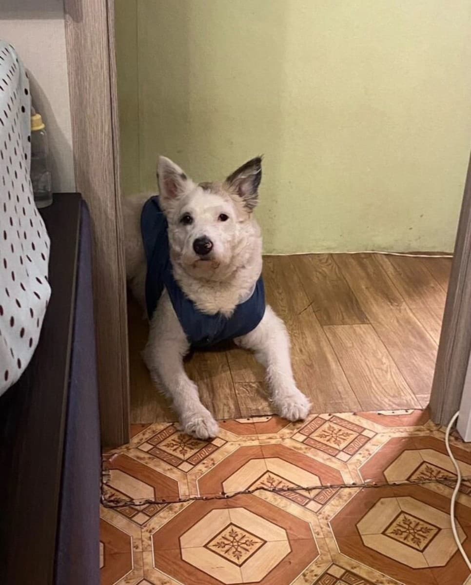 Арчи медиа 3