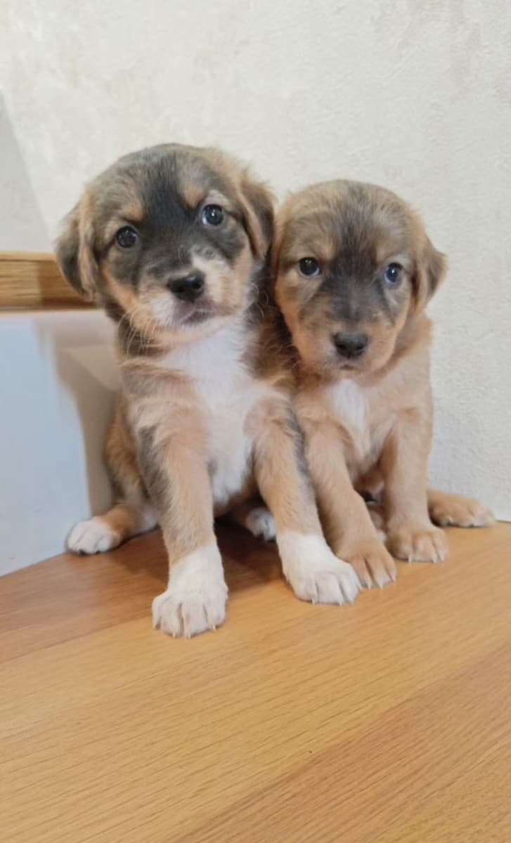 Щенки гончей медиа 5