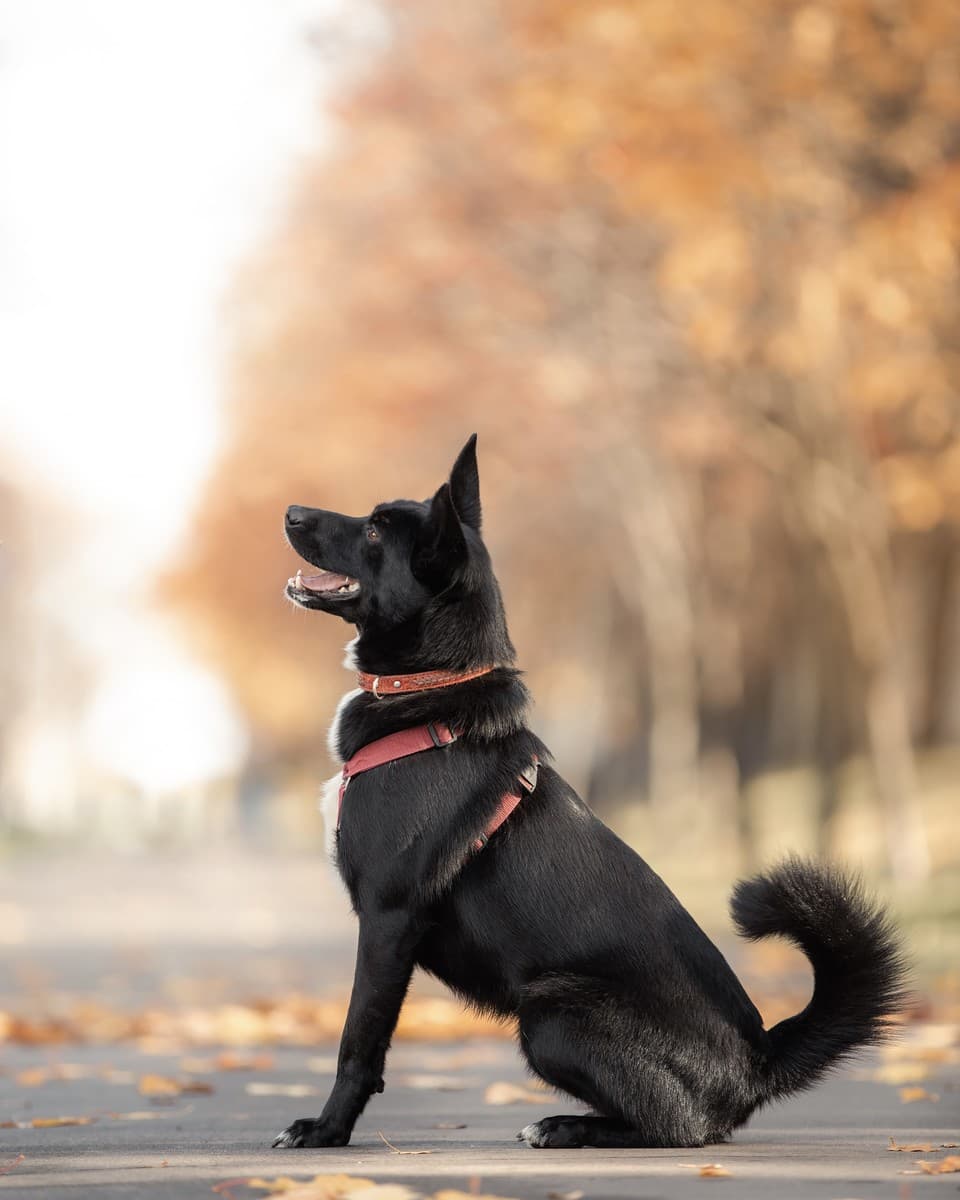 Алмаз медиа 5