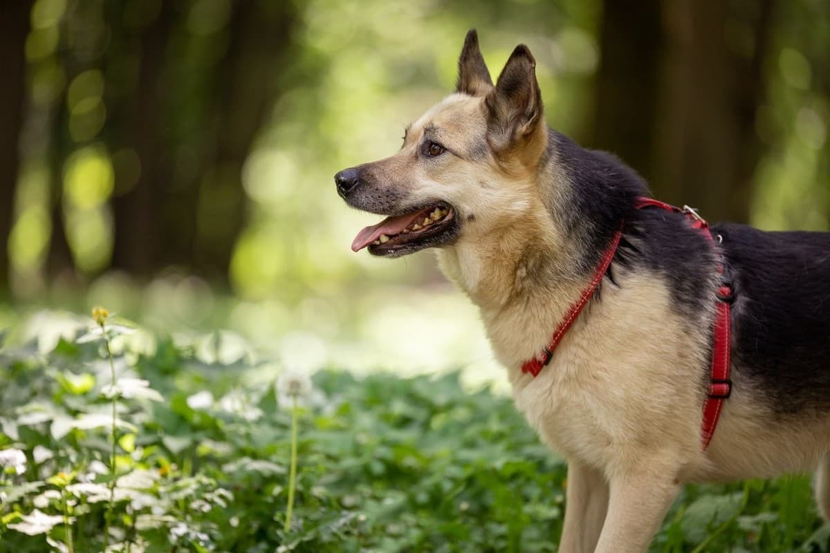 Пеппи медиа 7