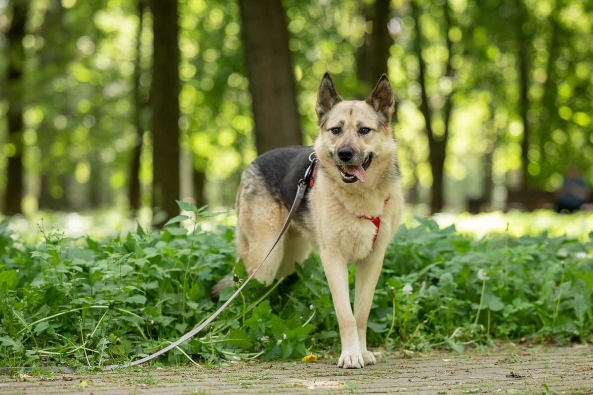 Пеппи медиа 6