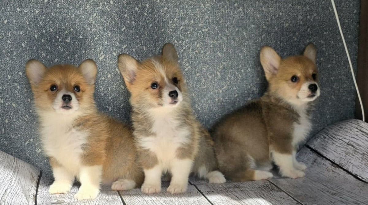 Щенки Корги