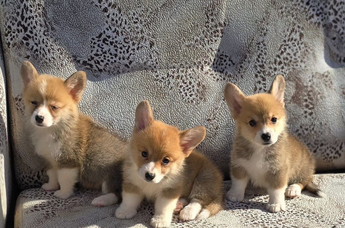 Щенки Корги медиа 2