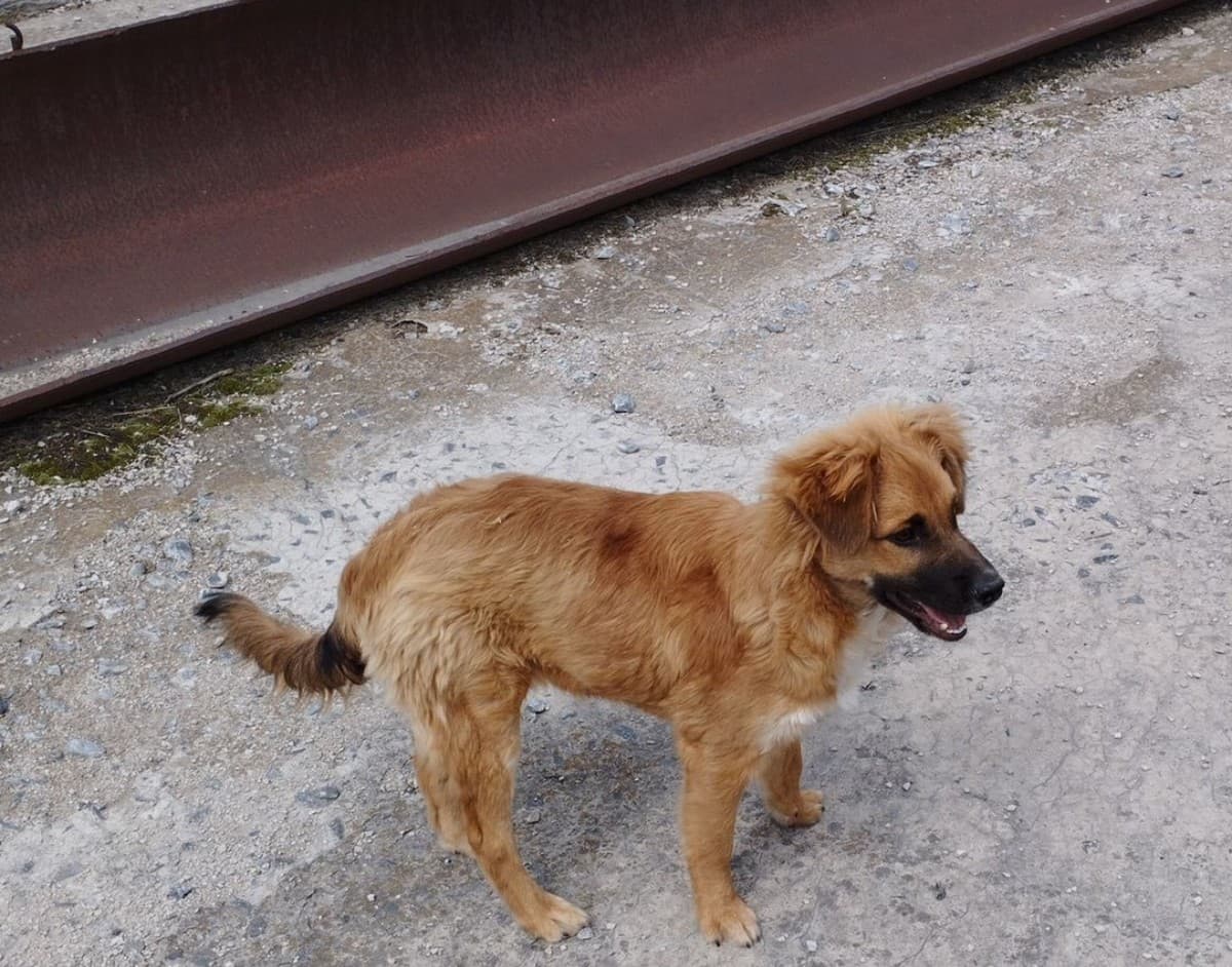 Рыжик медиа 3