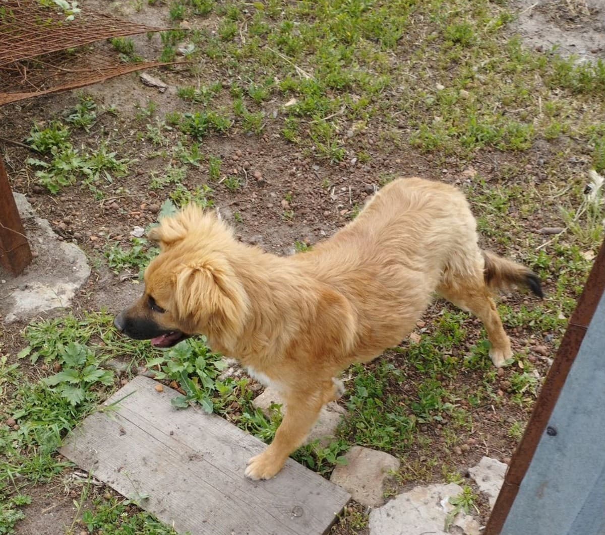 Рыжик медиа 2