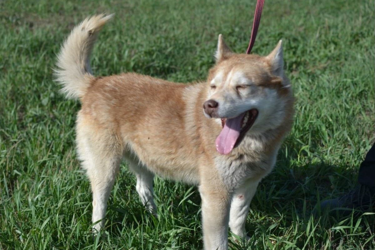 Тарас медиа 2