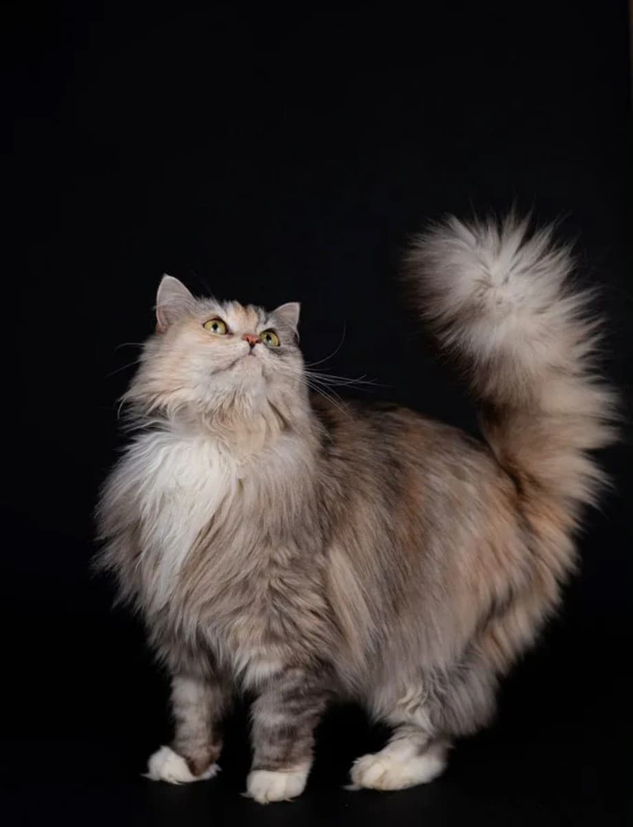 Весна медиа 2