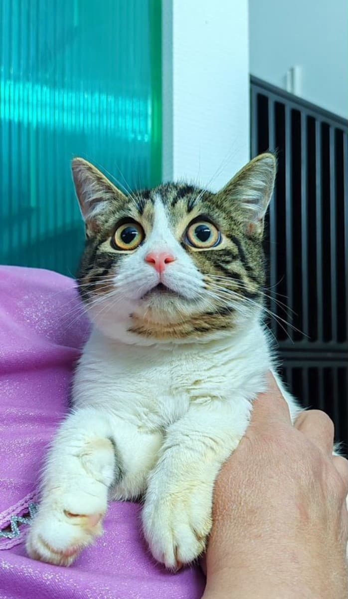 Савелий медиа 3