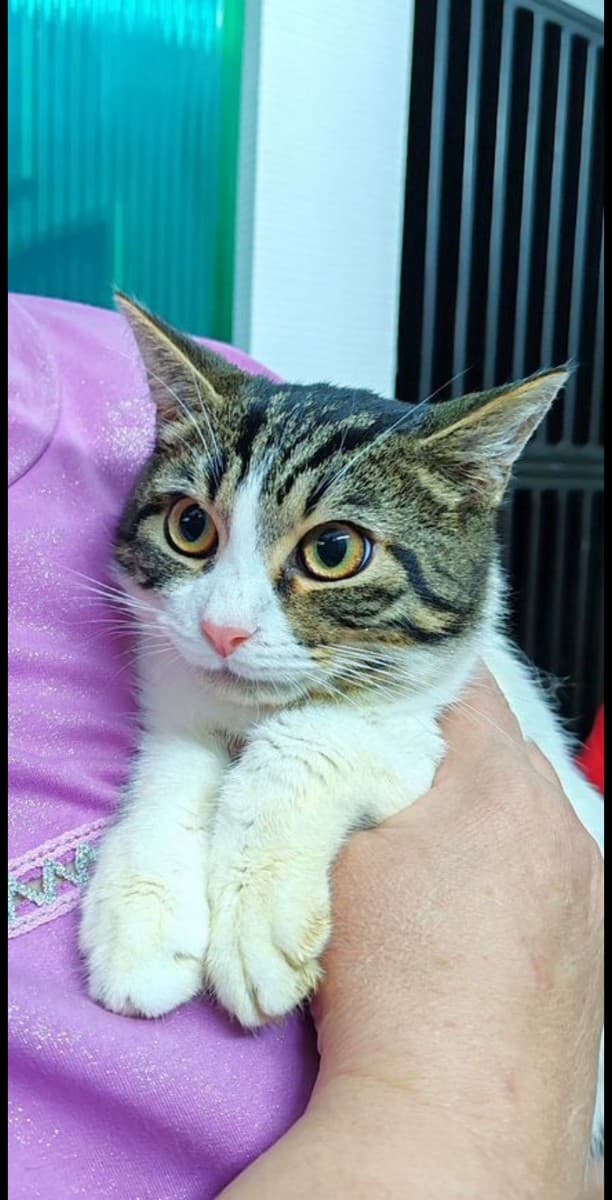 Савелий медиа 2