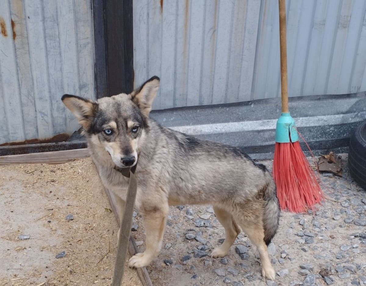 Даяна медиа 3