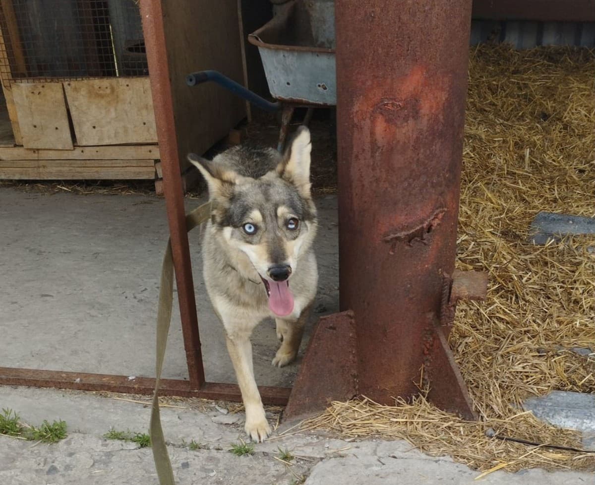 Даяна медиа 2