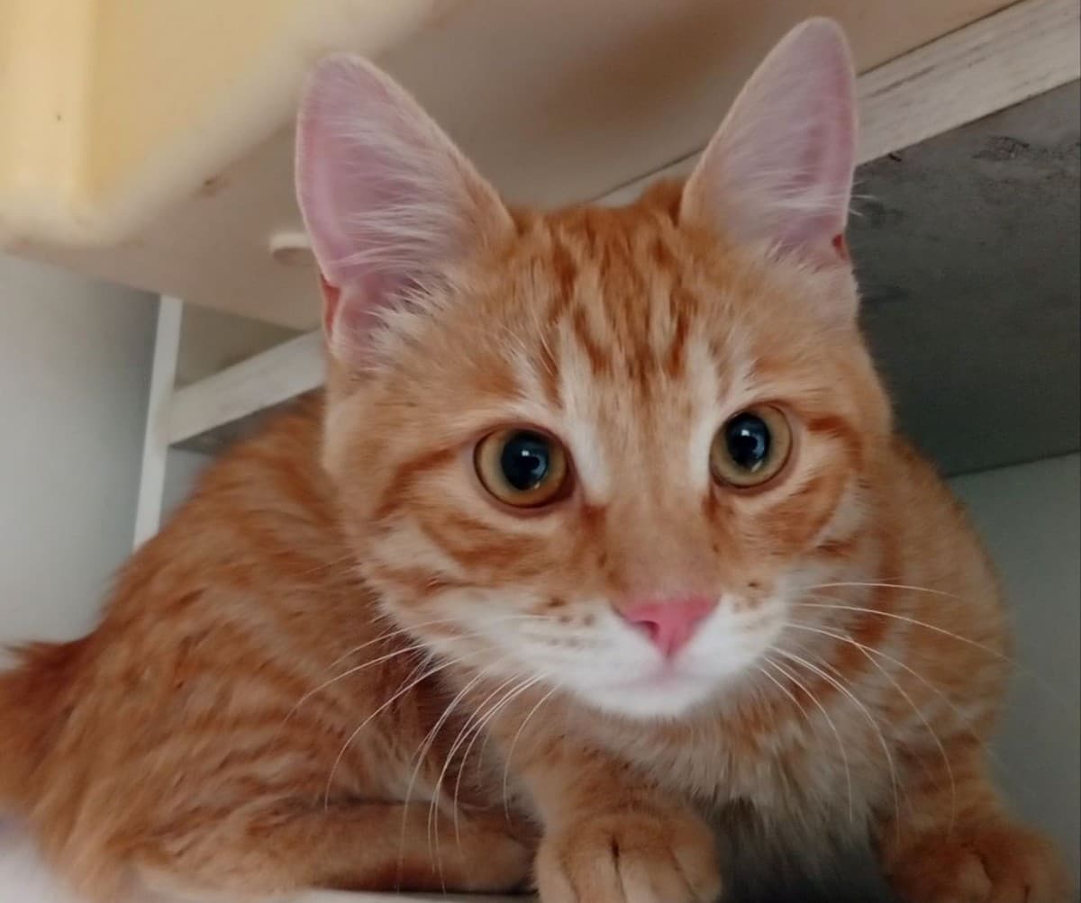 Рыжик медиа 2