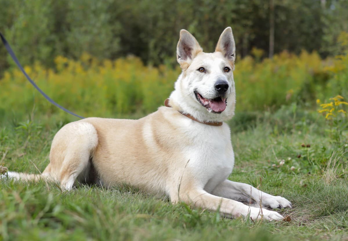 Линда медиа 6