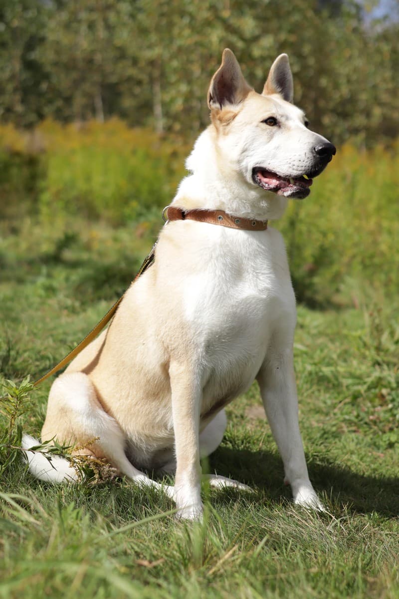 Линда медиа 10