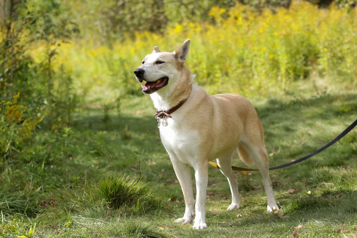 Линда медиа 3