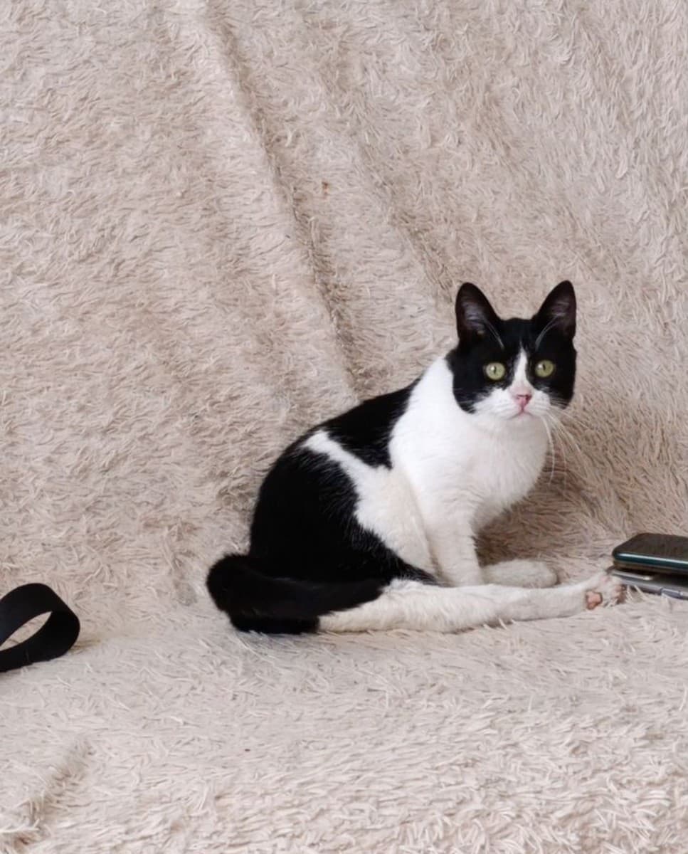 Соня медиа 2