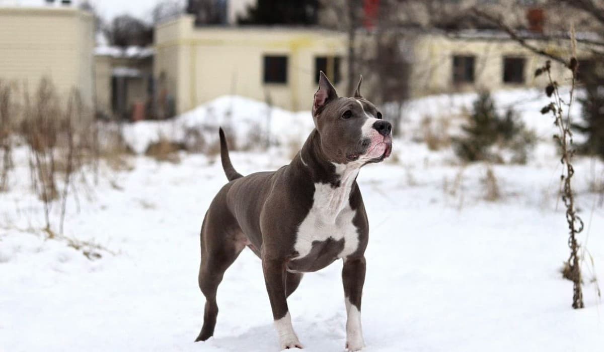 Щенки стаффордширского  терьера медиа 5