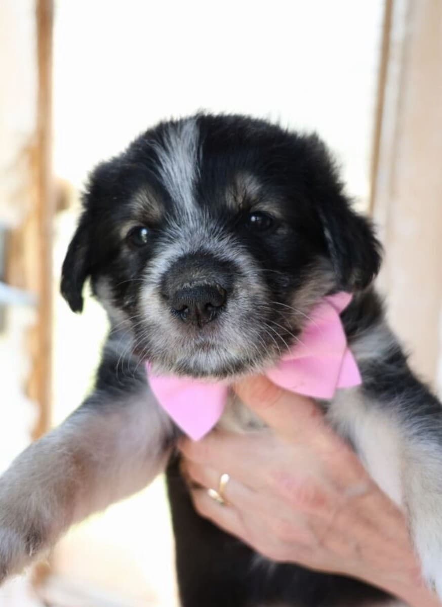 Щенята в добрые руки медиа 5