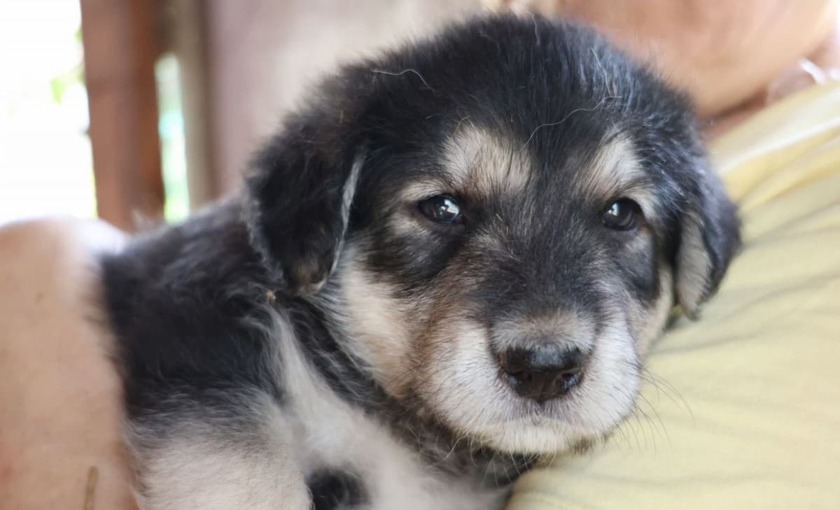 Щенята в добрые руки медиа 6