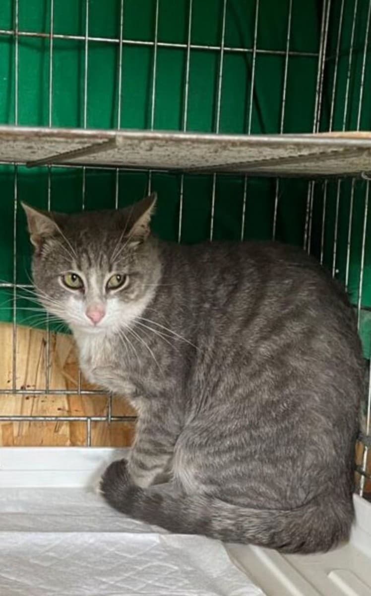 Фиксик медиа 2