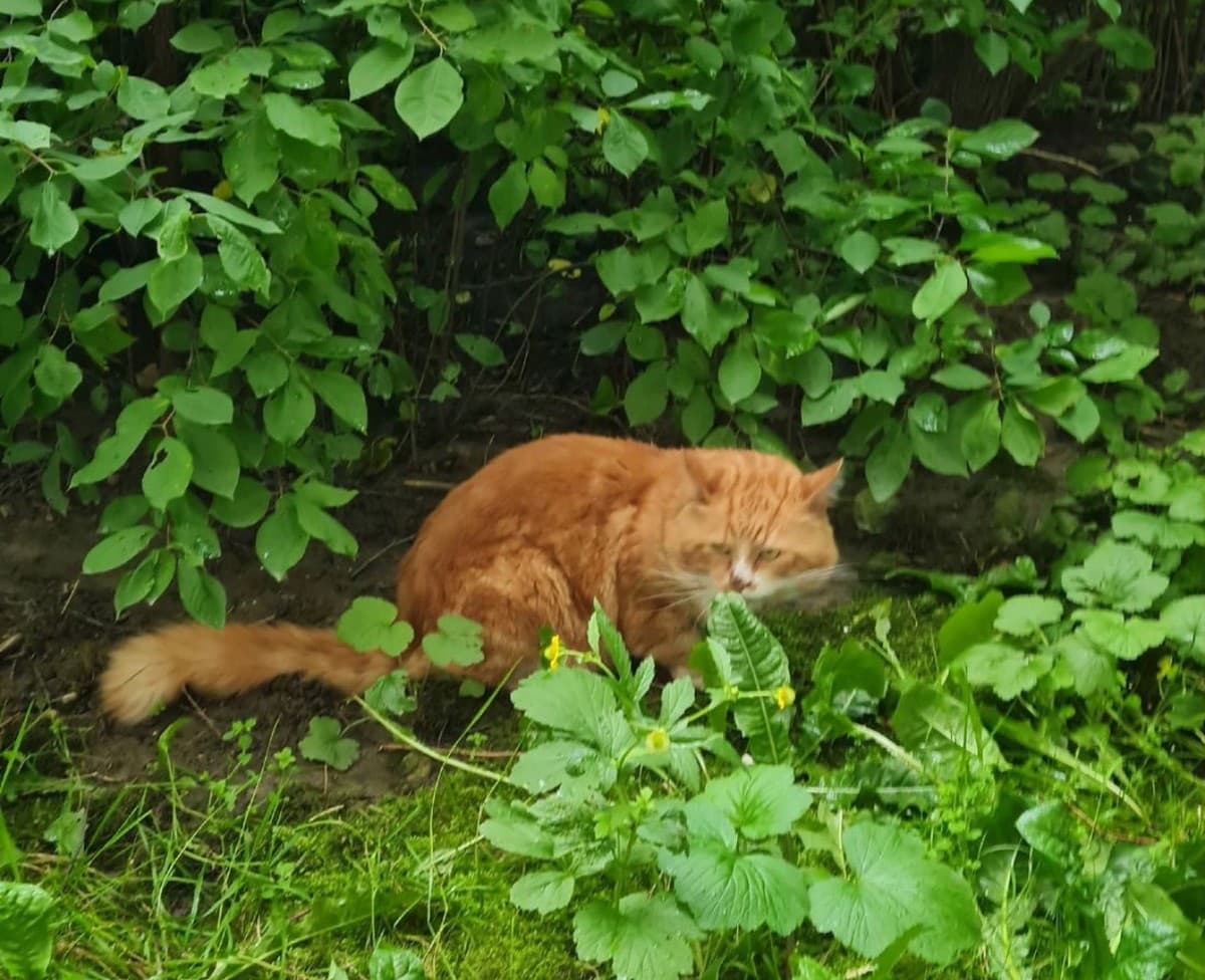 Рыжик медиа 2