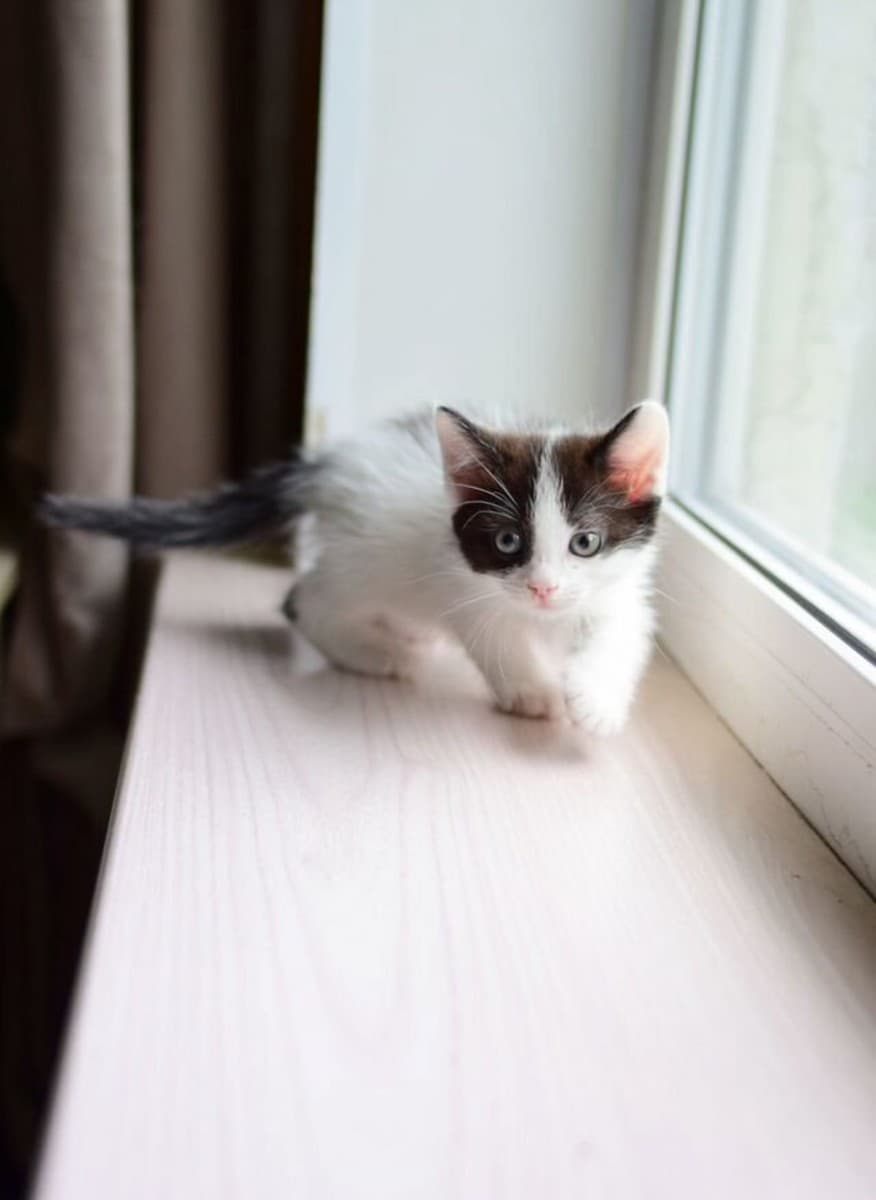 Молли медиа 2