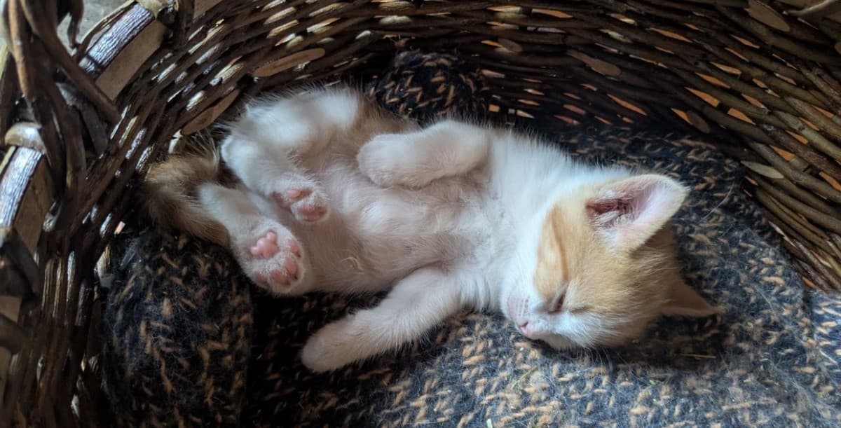 Рыжий котенок (девочка)