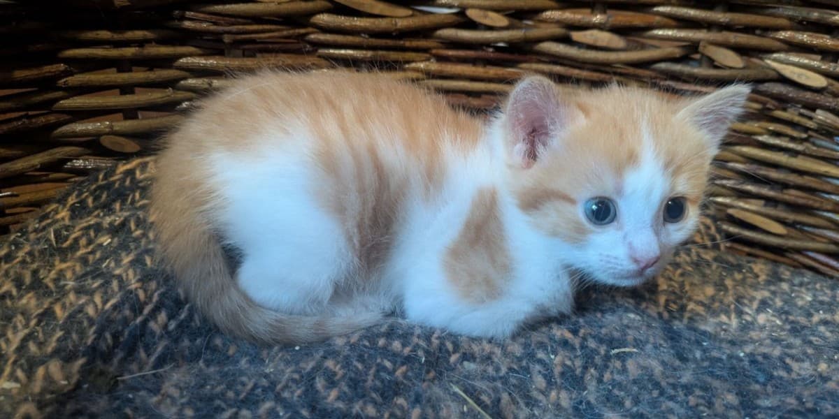 Рыжий котенок (девочка) медиа 2