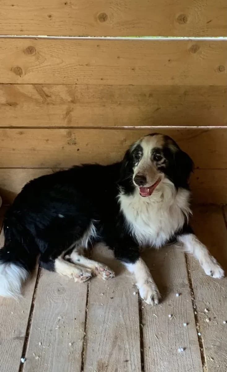 Барин медиа 3