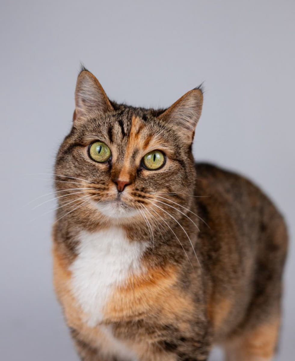 Злата медиа 3