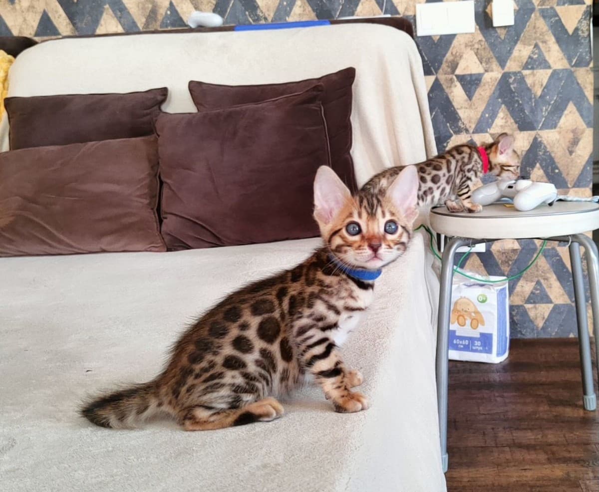 Бенгальские котята