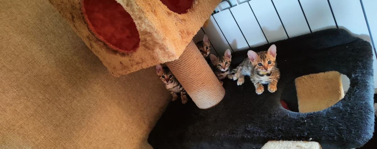 Бенгальские котята медиа 2