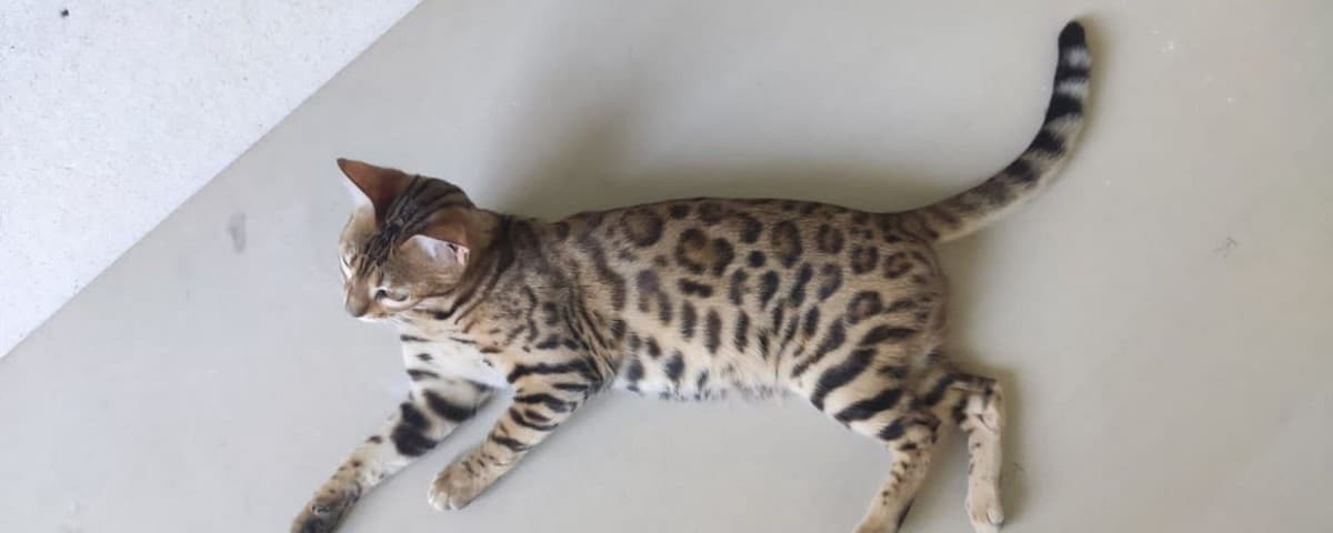 Бенгальские котята медиа 4