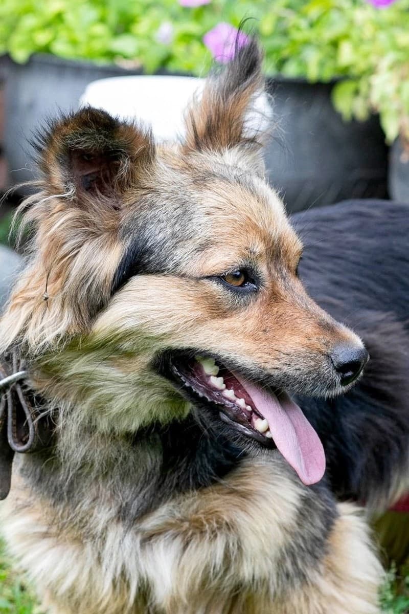 Джулия медиа 4