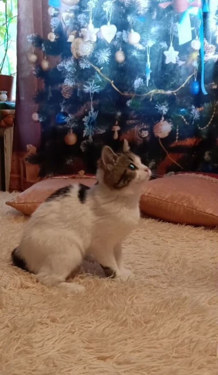 Котенок массажер