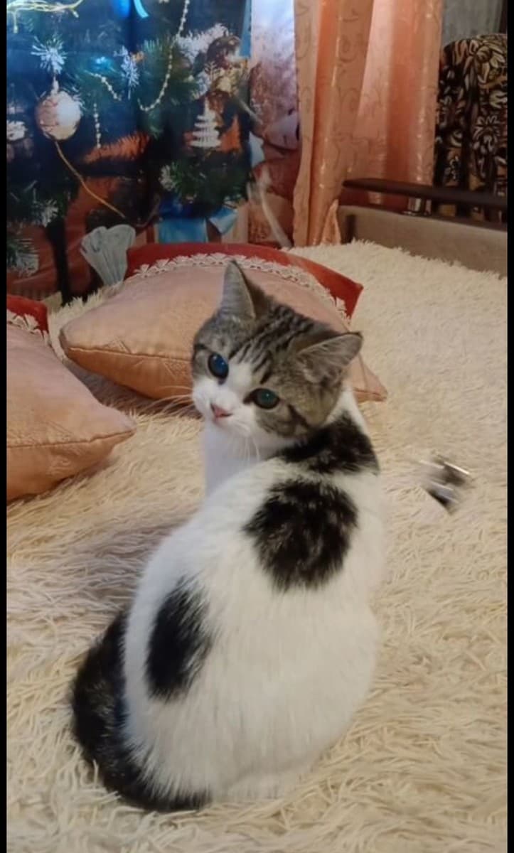 Котенок массажер медиа 2